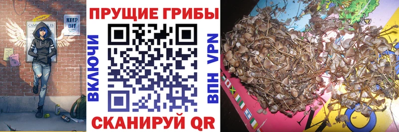 Галлюциногенные грибы прущие грибы  Дюртюли 